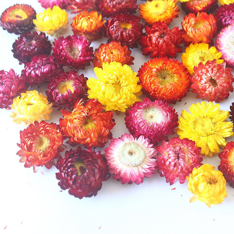 【干花花头】干花麦秆菊七彩菊diy小雏菊菊批发散称按公斤售