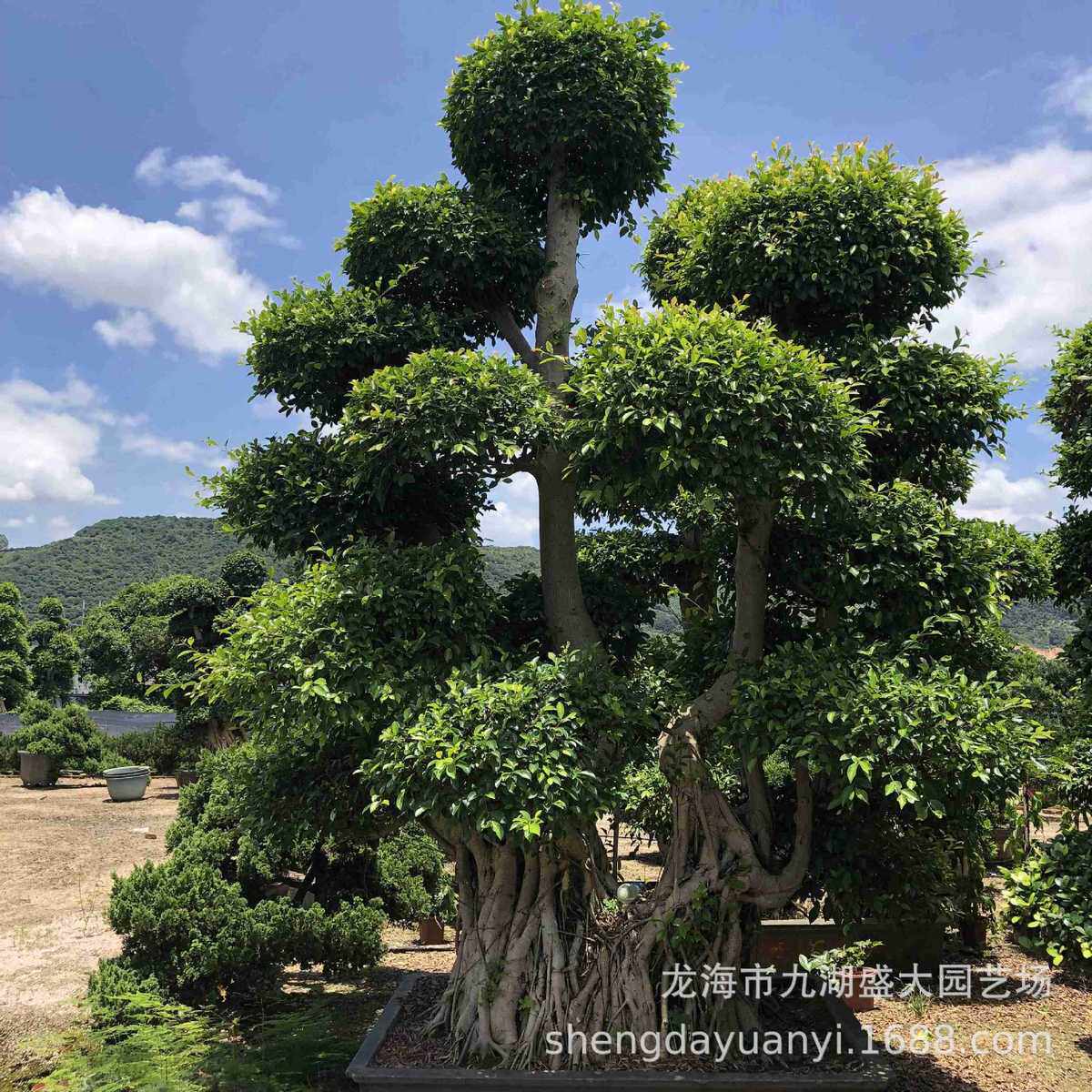 福建细叶榕小叶榕桩头价格四川造型小叶榕批发报价小叶榕树桩
