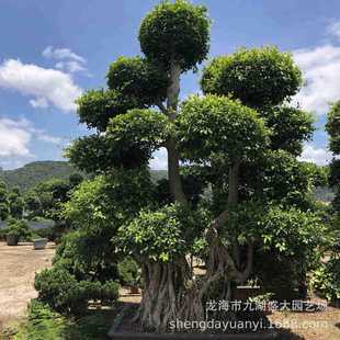 重庆小叶榕树树桩批发江西小叶榕桩头价格四川造型小叶榕榕供应