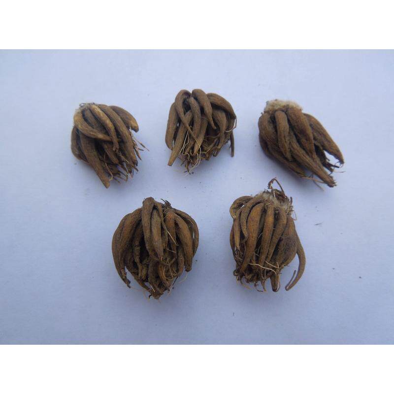 种植毛茛种球荷兰品系盆栽庭院花海花