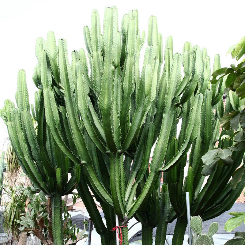 福建漳州沙漠热带植物厂家大型仙人掌主景大戟阁公园造景设计