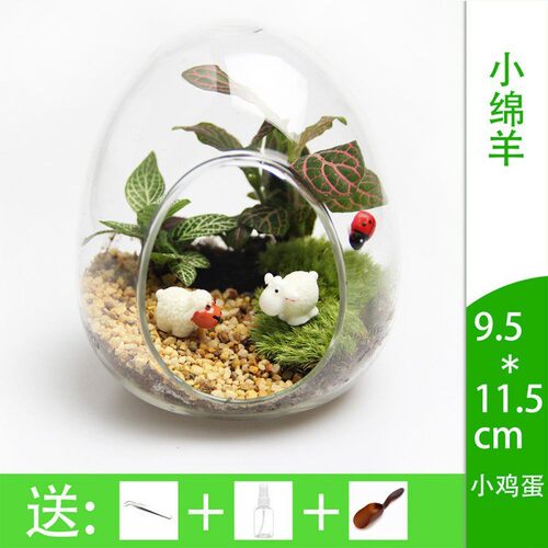 苔藓摆件微观微景观绿植物玻璃组合盆栽生态瓶材料包盆景套装