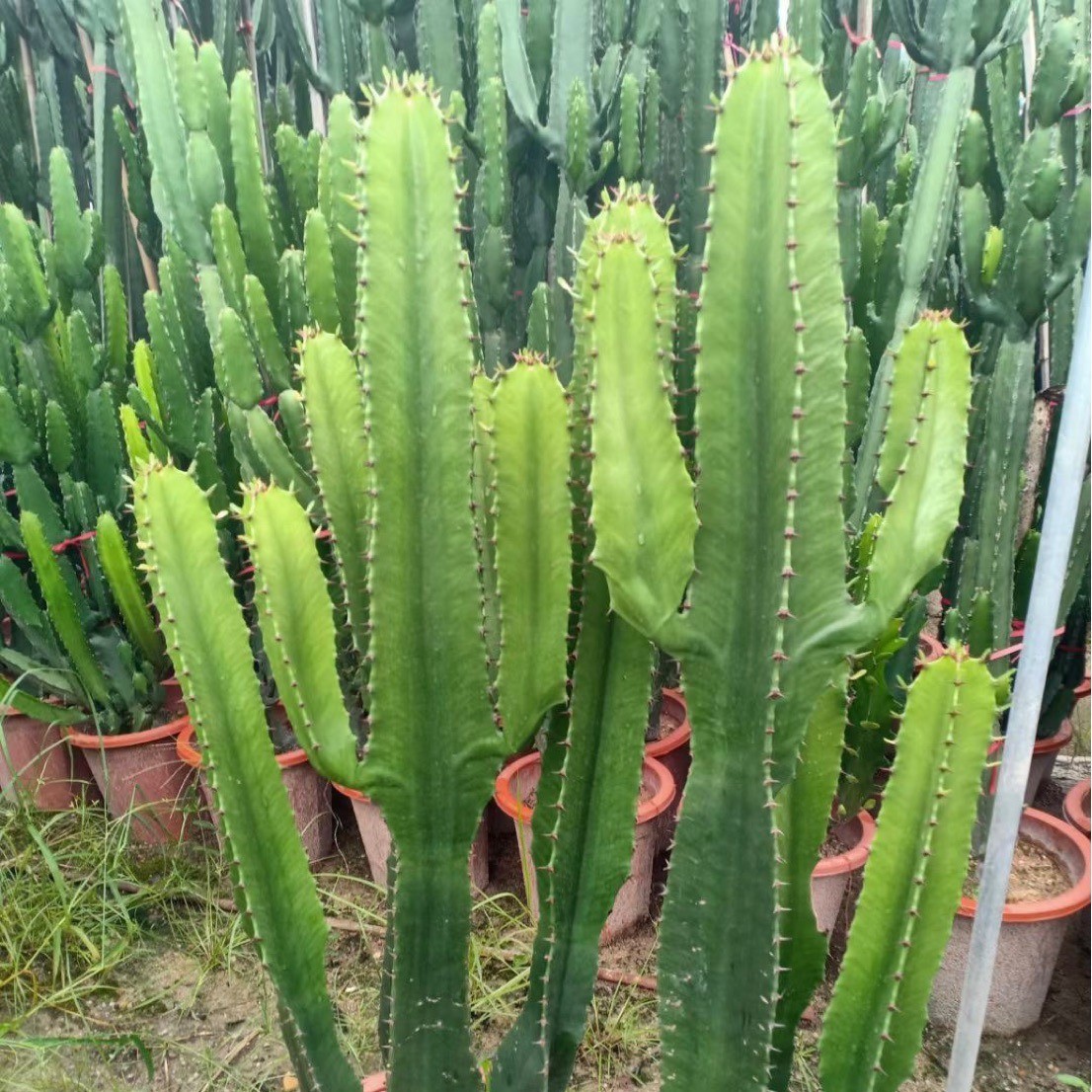 大戟阁直发仙人球基地仙人球景观造景沙生植物