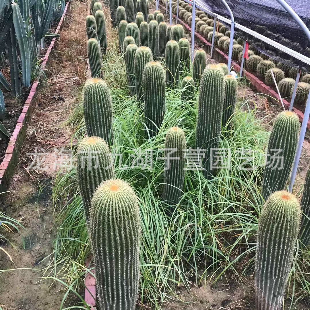 基地直批大凤龙沙生仙人掌柱状植物仙人柱大凤龙多肉植物沙生景观