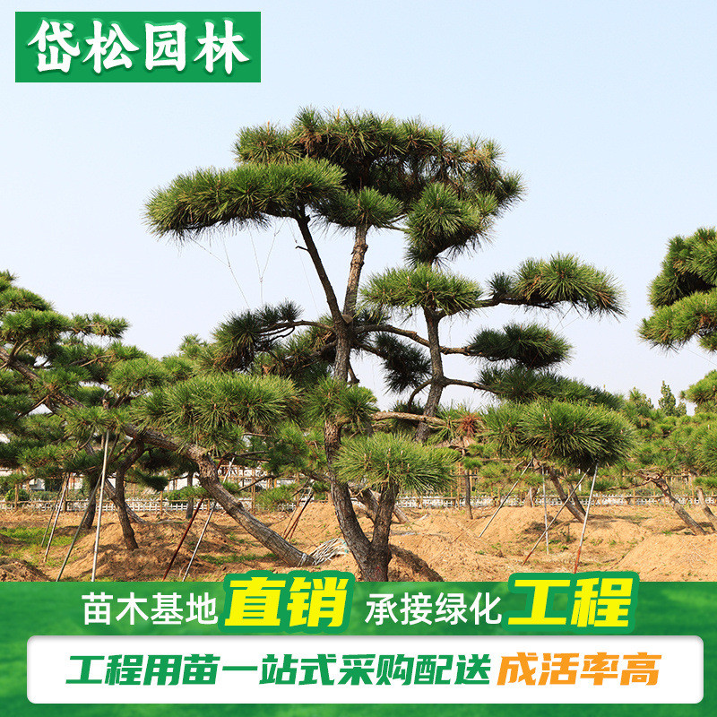 基地直发绿化工程用造型油松 公园别墅四季常青造型景松 大规格黑
