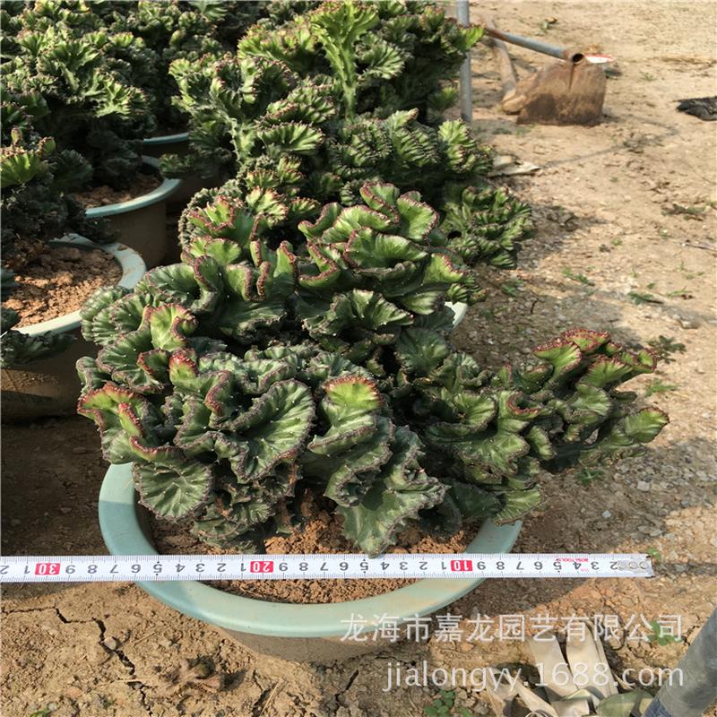 植玉麒麟彩麒麟大戟科属沙生景观配帝国北欧风格欧美室内盆栽