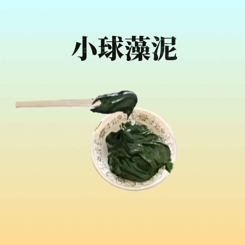 小球藻泥 海水淡水小球藻浓缩液 轮虫卤虫饵料