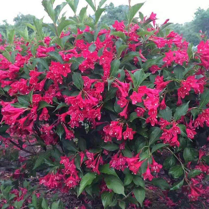 苗木绿化工程园林黑土批发红王子锦带花球基地种植基质