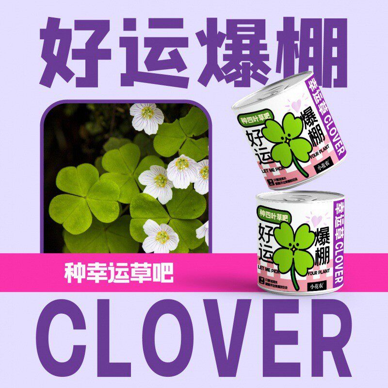 厂家祝福盆栽绿植网红款批发小花农种植摆件幼儿园小学种植盆栽