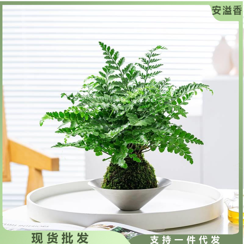 吉姆蕨苔藓球水培植物青苔铁线蕨类植物室内好养耐阴盆景净化空气