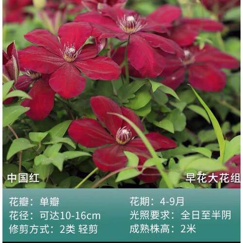 中国红铁线莲耐寒耐热适合阳台盘栽大栽花柱地花丰花好养