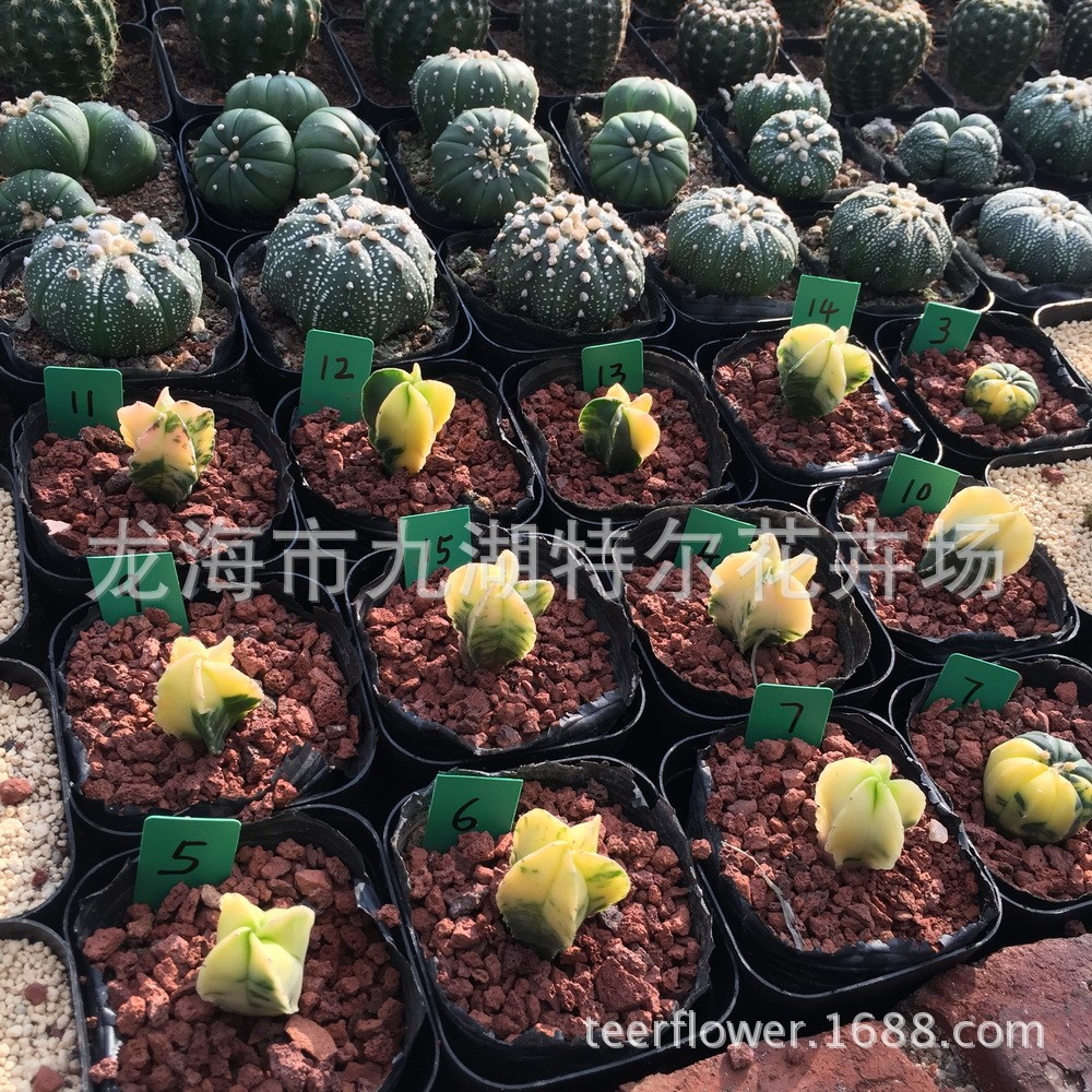 仙人球玉鸾凤【锦】2-3cm