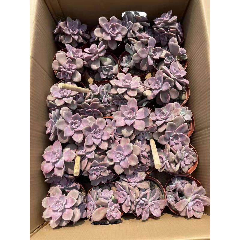 【花卉盆栽直供】家居多肉植物基地多肉植物盆栽紫乐多头