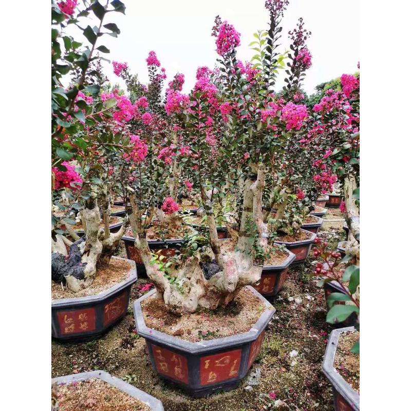 福建紫薇古桩湖北盆景桩景价格安徽紫薇紫薇北京紫薇树桩