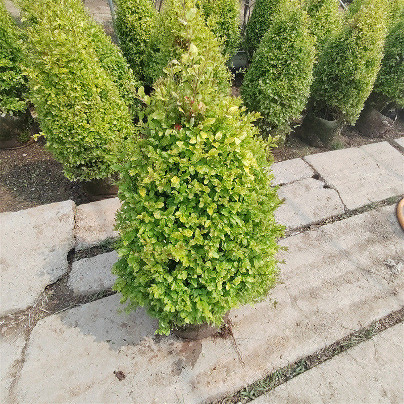 亮晶女贞塔型盆栽女贞落地球庭院别墅阳台栽种耐热耐寒花镜植物