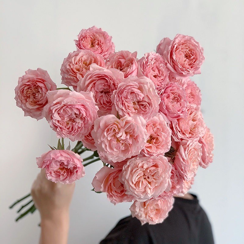 12-稀有品种多头售后-朱丽叶塔奥斯汀花型(拒收不玫瑰)插花