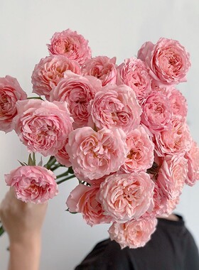 12-稀有朱丽叶多头玫瑰-品种塔奥斯汀花型（拒收不售后）插花