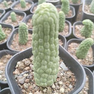 9cm自根科玉萝藦佛头仙人掌裸根花卉盆栽绿植 多肉植物批发约6