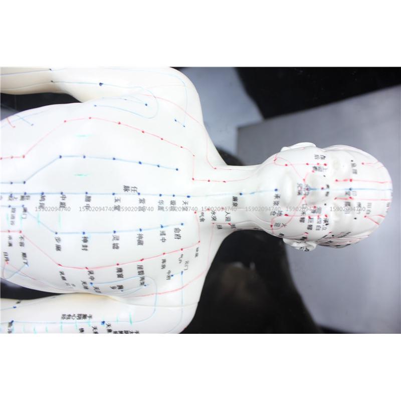 高清硬男性模型人体穴位模型针灸小人模型经络小人模型男女模型