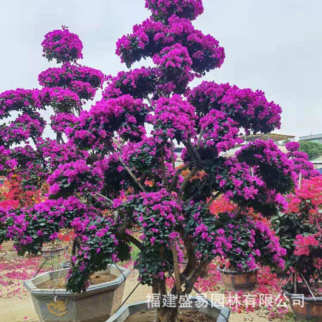 福建三角梅树桩价格景三角梅桩紫花批发红花造型三角梅桩头