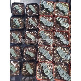 白鸟盆栽盆景绿色植物景观十二卷属百鸟观赏性万象趣味绿植栽培