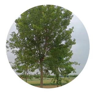 苗木工程绿化五角枫风景树丛生五角枫绿色系园林绿化工程乔木现货