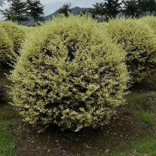 苗木工程绿化园林银姬小腊球银姬小蜡球灌木耐修剪银姬小蜡球