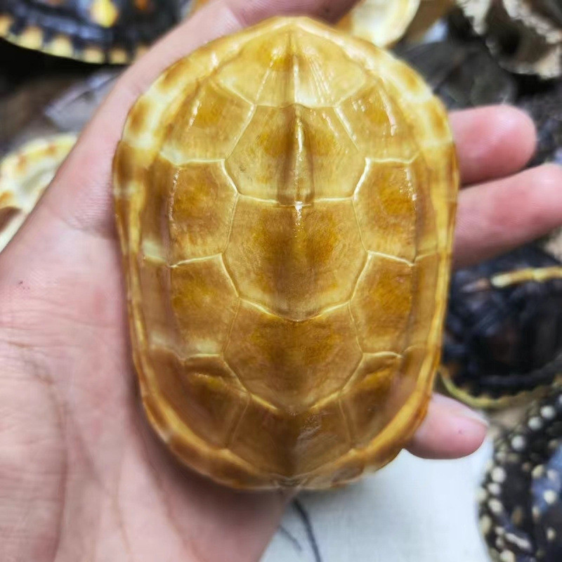 龟壳完整真品便宜天然草龟甲文玩富甲手把件摆件9.9蝴蝶流水