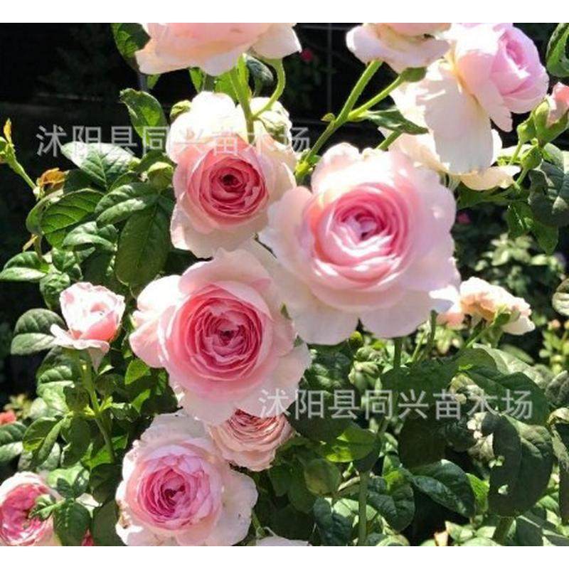 1.3-1.4庭院藤本月季爬藤植物米花卉盆栽,鲜花速递/花卉仿真/绿植园艺,时令草本花卉,淘宝优惠券,粉丝福利购,淘宝优惠卷