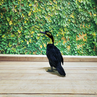 厂家直销羽毛仿真鸬鹚鱼鹰模型摆件园林摆设渔船装饰布景造景道具