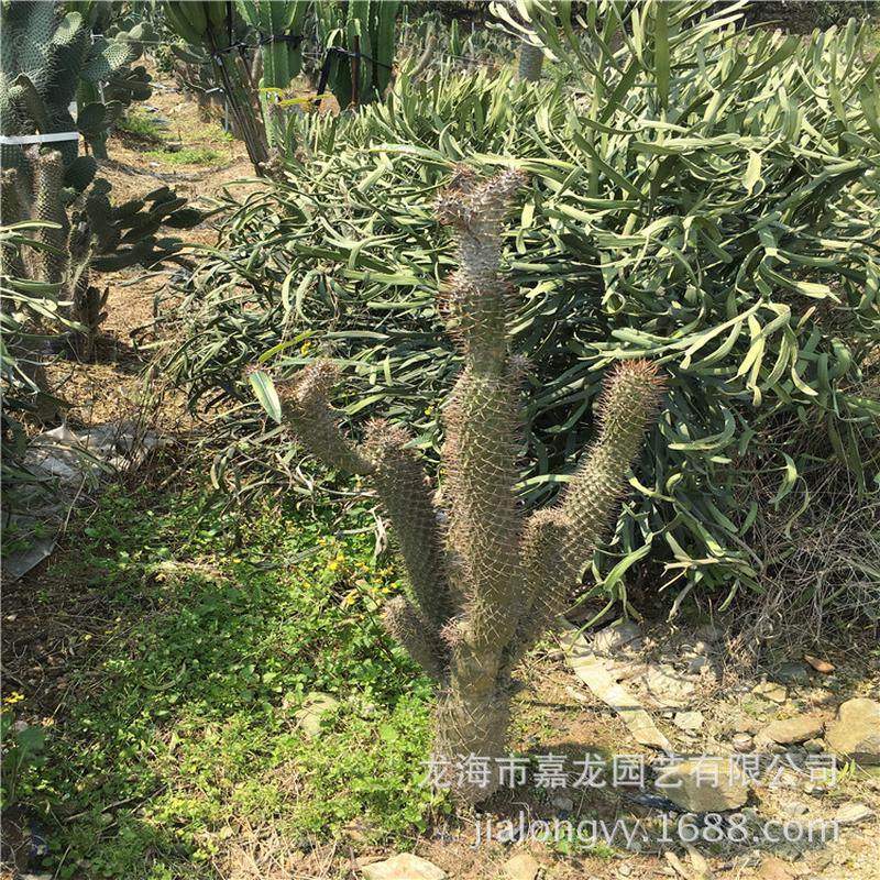 非洲霸王树树沙漠植物棒槌树密刺瓶干热带现代观光园多浆植物,鲜花速递/花卉仿真/绿植园艺,多肉植物,淘宝优惠券,粉丝福利购,淘宝优惠卷