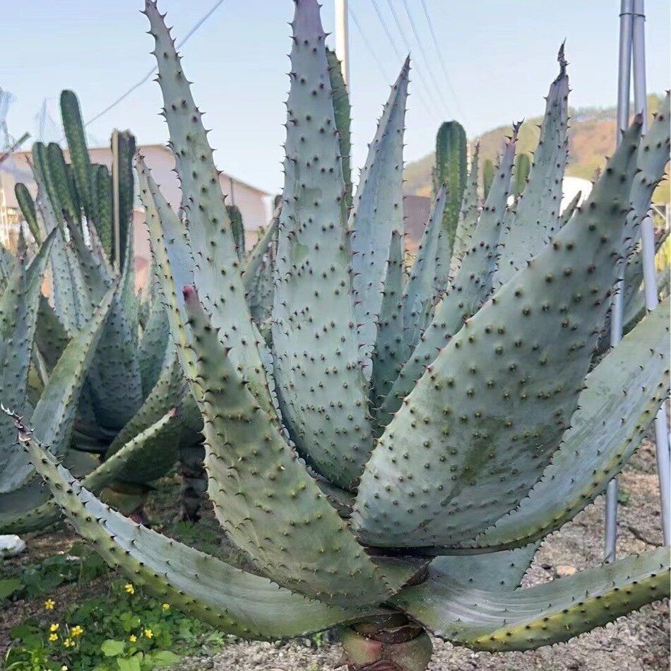 鬼切芦荟高度1米左右仙人球仙人球基地直发景观造景沙生植物
