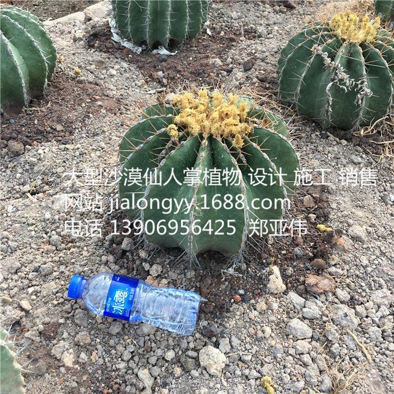 实生黄彩玉仙人球庭院室内外沙漠景观布置设计花博园景观沙漠
