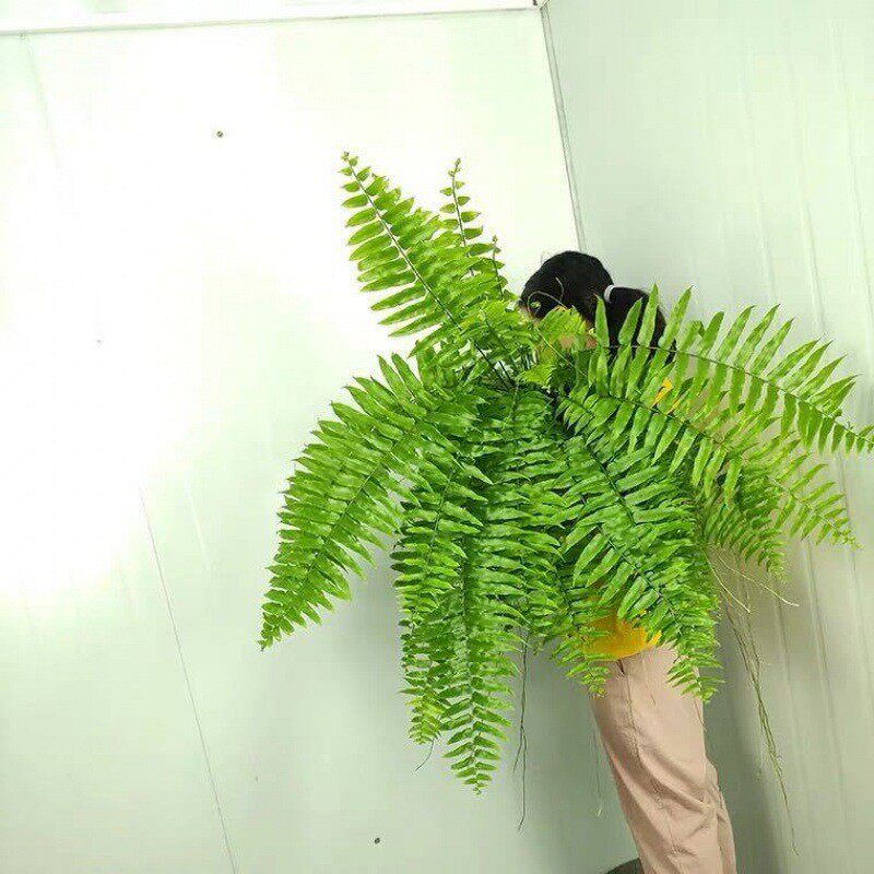 长叶绿植蕨波斯顿蕨大型蕨类室内培植物室内肾阳台花卉霸王蕨吊盆,鲜花速递/花卉仿真/绿植园艺,绿植,淘宝优惠券,粉丝福利购,淘宝优惠卷