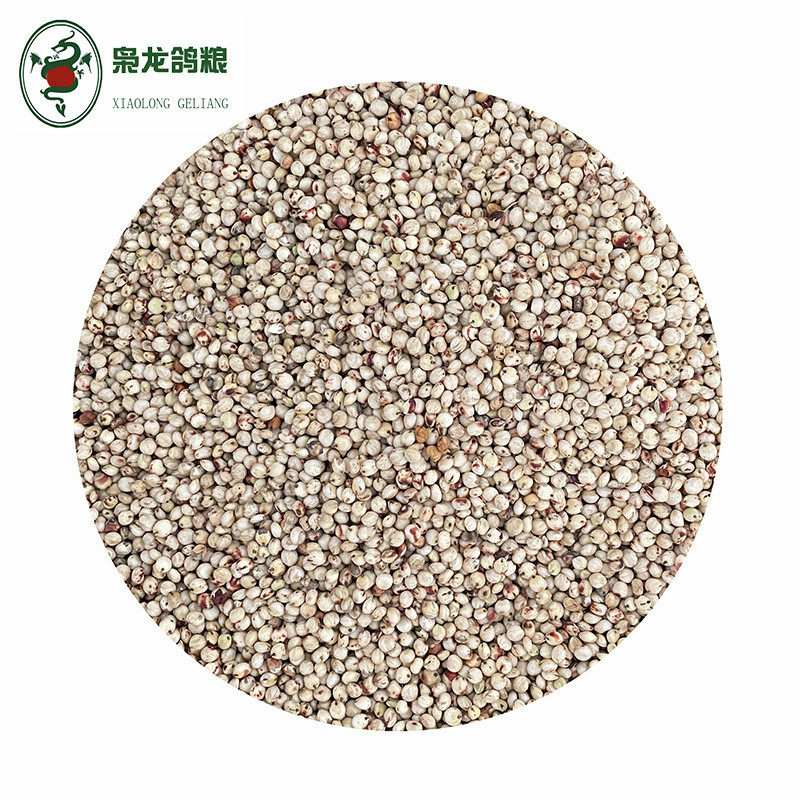 枭斤鸽粮白高粱鸽子食赛鸽信鸽观赏鸽澳粮批发50龙