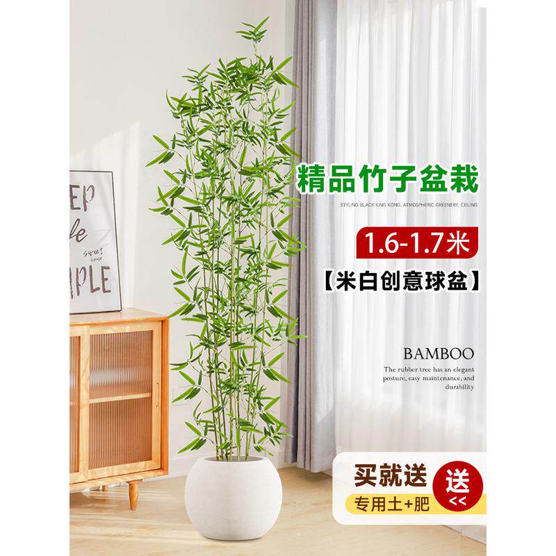 竹子盆栽室内客厅真树大型绿植落地大花盆好养活批发造景四季常青