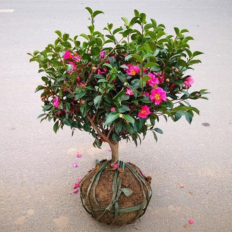 茶梅树绿植物品种财神丹玉昭和茶梅花苗四季球型植物花卉茶梅盆栽