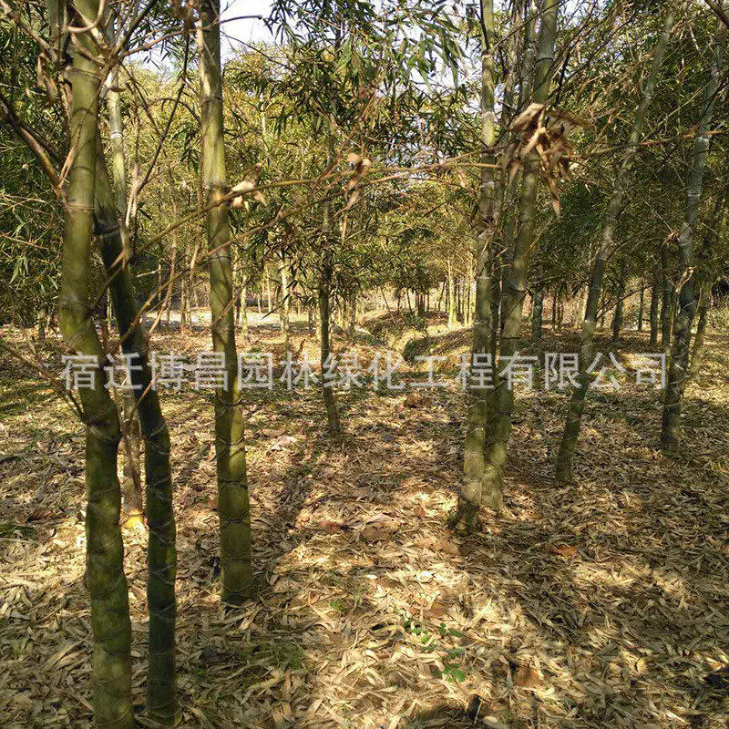 龟甲竹苗批发园林竹子植物竹绿化庭院景观龟背竹佛肚竹罗汉工程