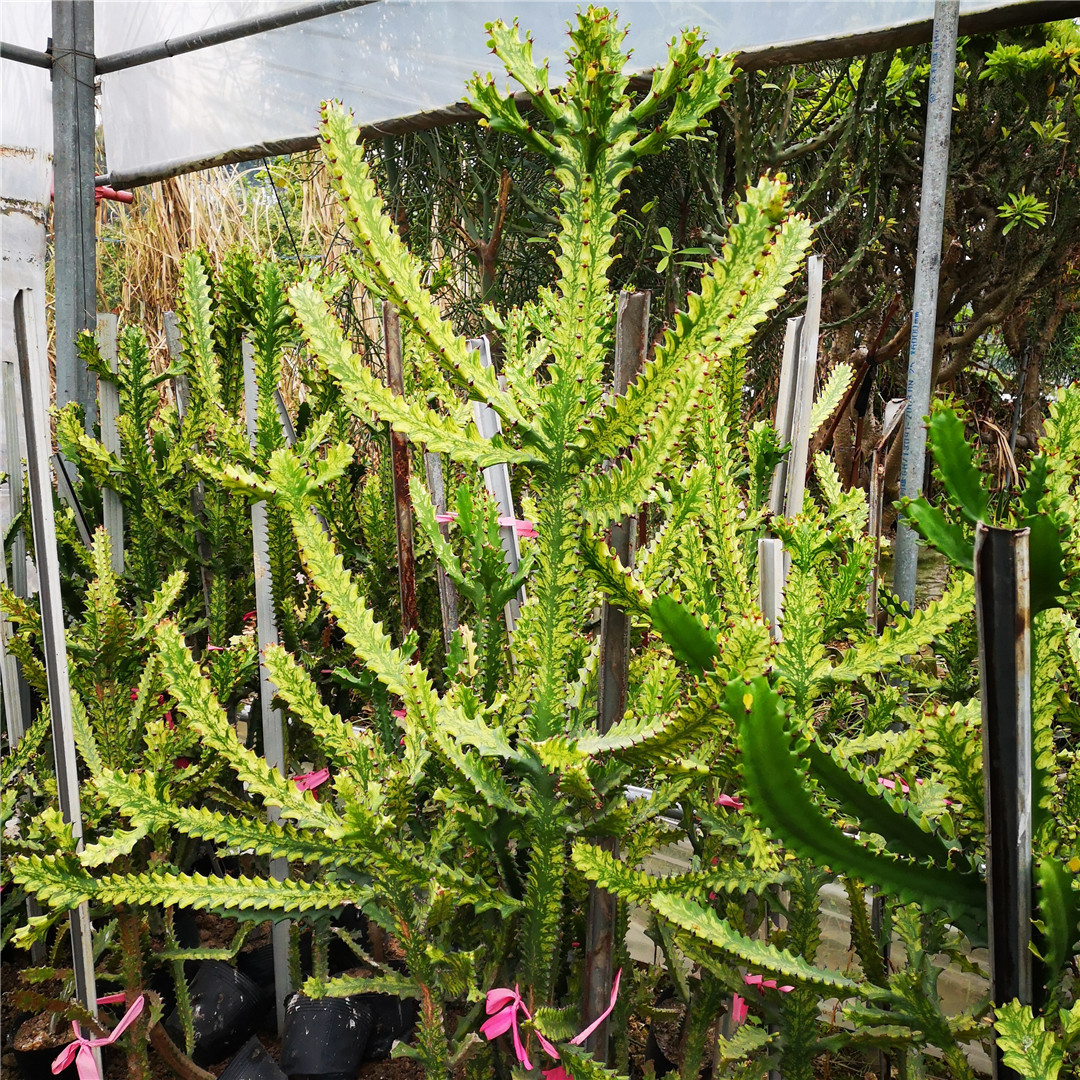 彩帝錦沙生大型植物室外仙人掌造景園林展覽植物熱帶雨林風(fēng)光