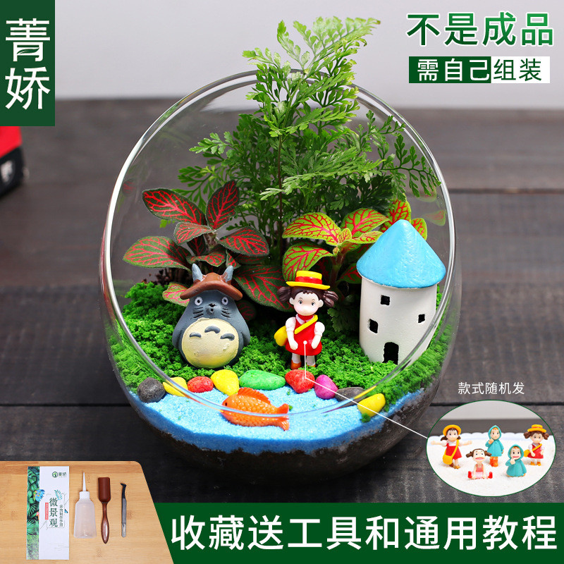 12cm切口瓶生态苔藓微景观diy材料小盆栽桌面迷你绿植物花卉包