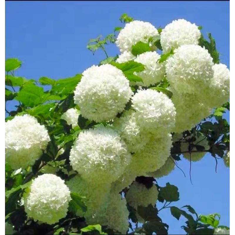 1加仑欧洲玫瑰木绣球耐寒耐晒地栽盆栽庭院种植基地直销