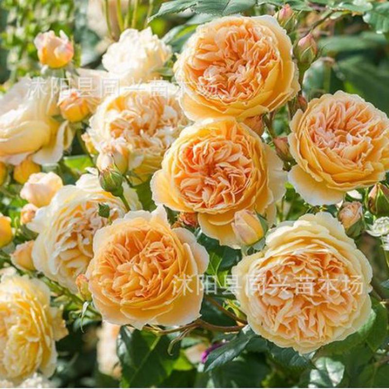 1.3-1.4爬藤植物藤本月季米庭院花卉盆栽