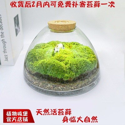 2U8K青苔苔藓植物景观闷养瓶微景观微观生态瓶微缩盆栽盆景造景成