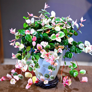 络石室内带盆栽好爬藤植物卧室藤本植物书房盆景盆栽绿植