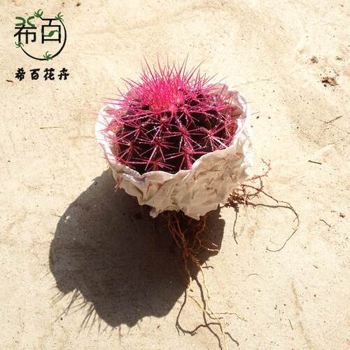 【】直供基地小盆栽仙人球室内植物24个紫色美琥
