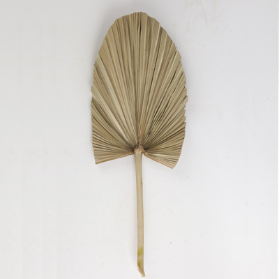 仿真蒲扇叶干花棕榈场景造型布置蒲葵叶森系北欧风婚礼叶批发