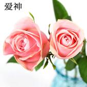 爱神玫瑰ab级现520情人节昆明基地 采直发批发新鲜粉红玫瑰
