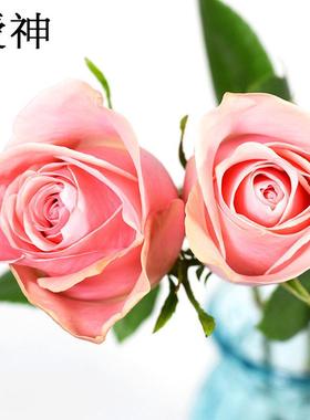 【爱神玫瑰ab批发】520情人节昆明基地现采直发级新鲜粉红玫瑰