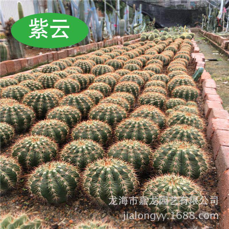 紫云西餐厅仙人球小盆栽室内沙生植物馆室内植物布置阳台