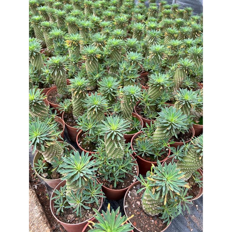 批发大戟科铁甲麒麟沙生植物仙人球仙人掌基地多肉植物